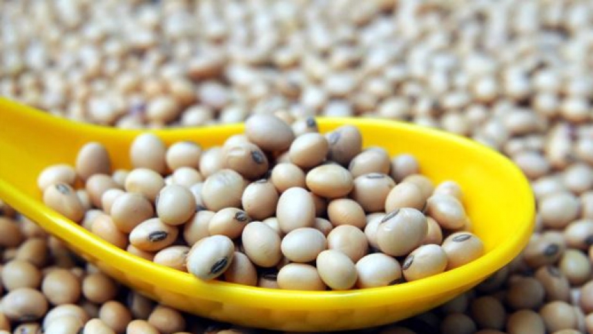 Production of selected crops for export market